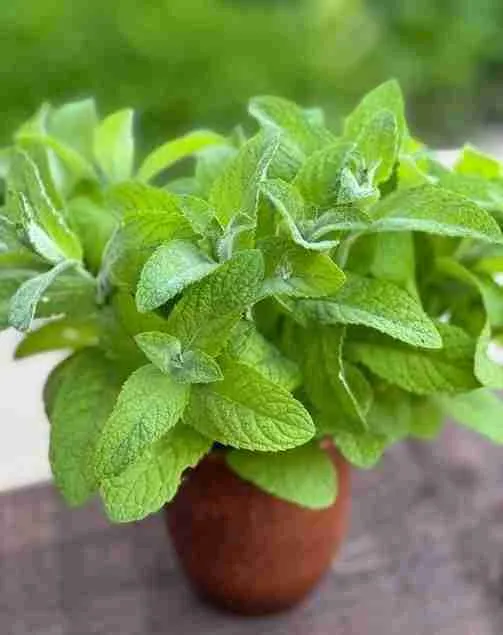 Мята Ландыш