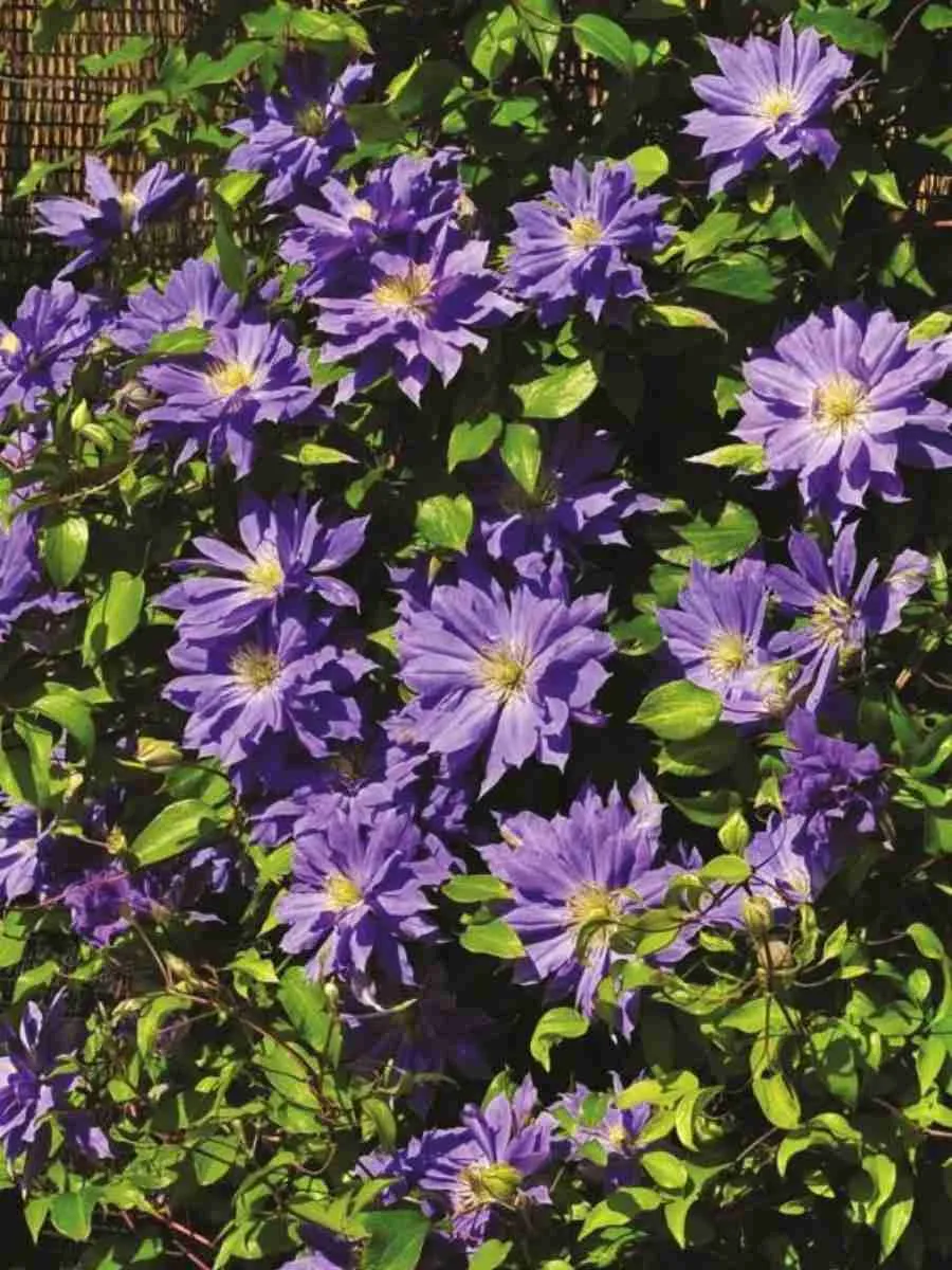 Клематис Copernicus