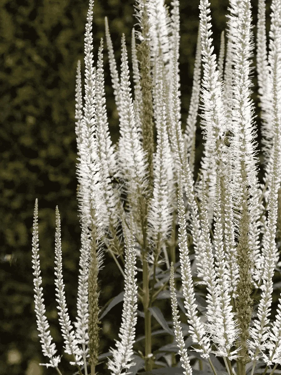 Вероникаструм виргинский Album