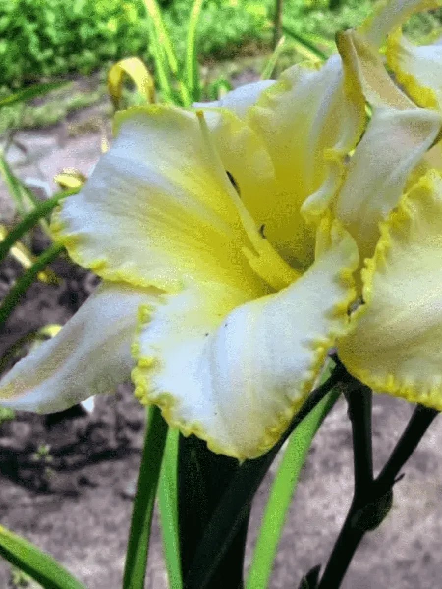 Лилейник Blizzard Bay