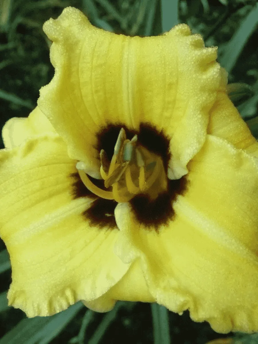 Лилейник Bumble Bee