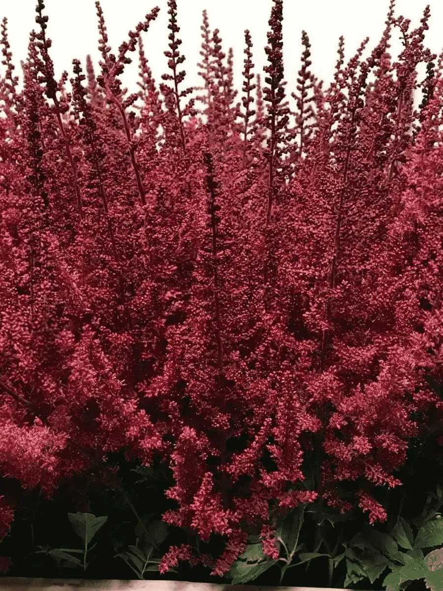 Астильба Арендса Paul Gaarder