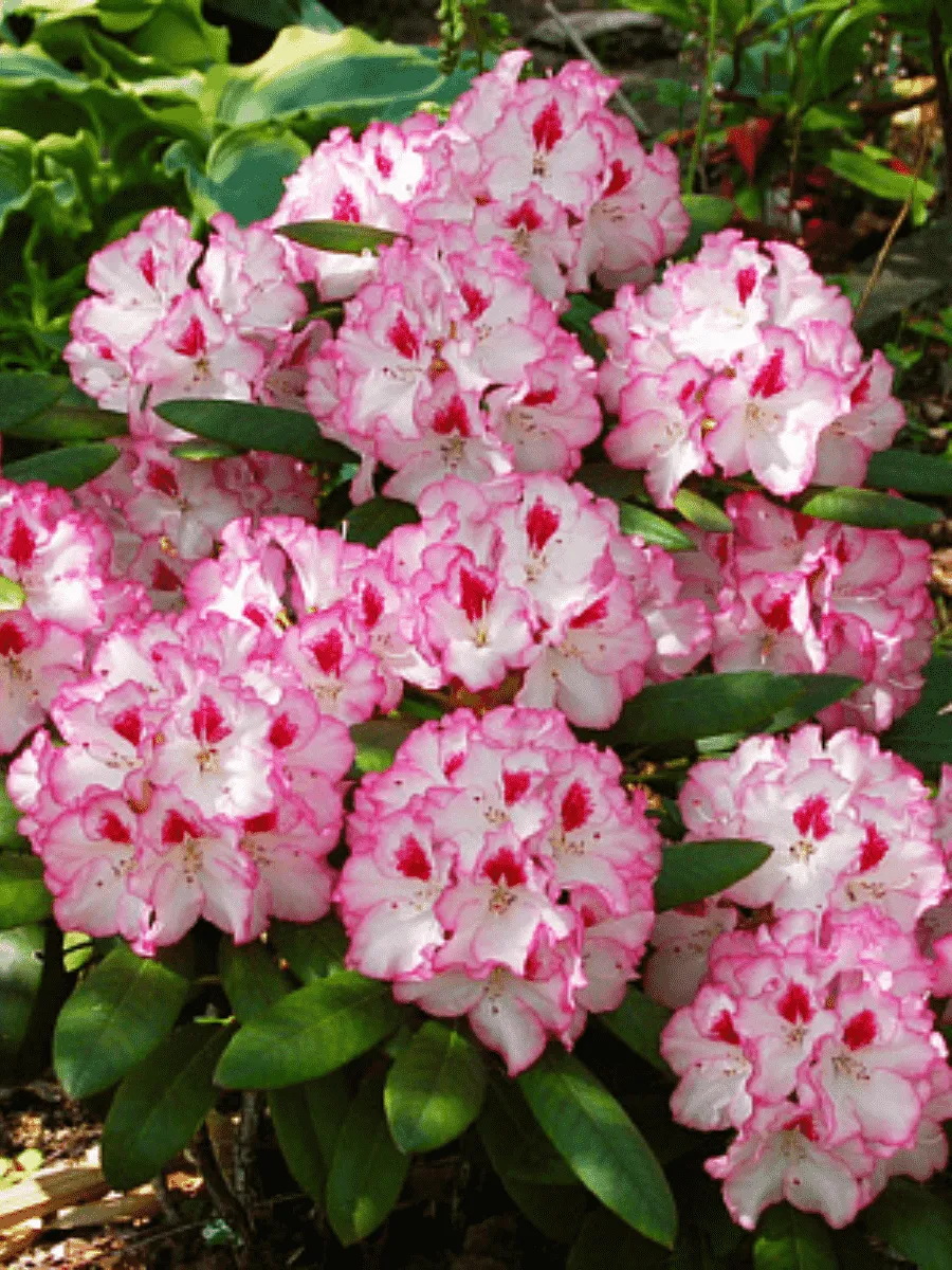 Рододендрон гибридный Danuta