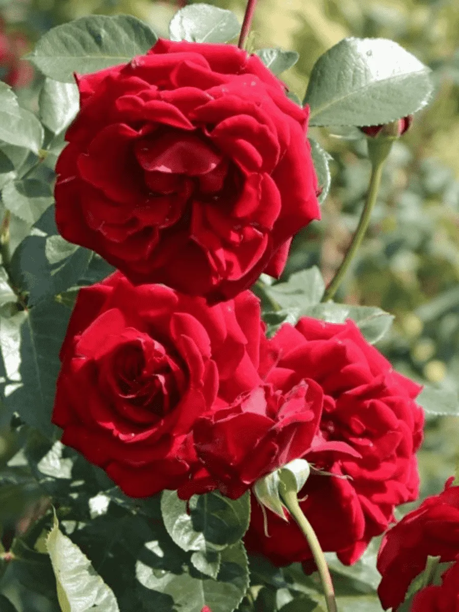 Роза плетистая Nahelglut