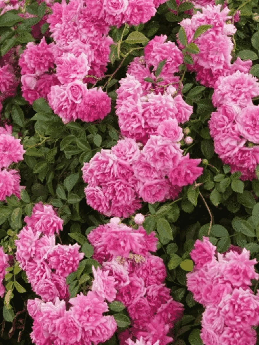 Роза Плетистая Super dorothy