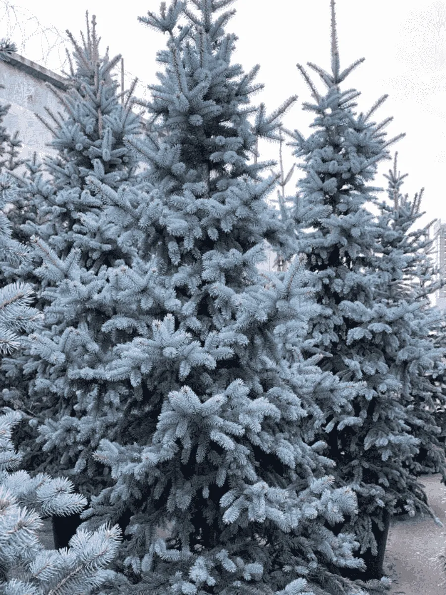 Ель колючая Blue Mountain Ель колючая Blue Mountain