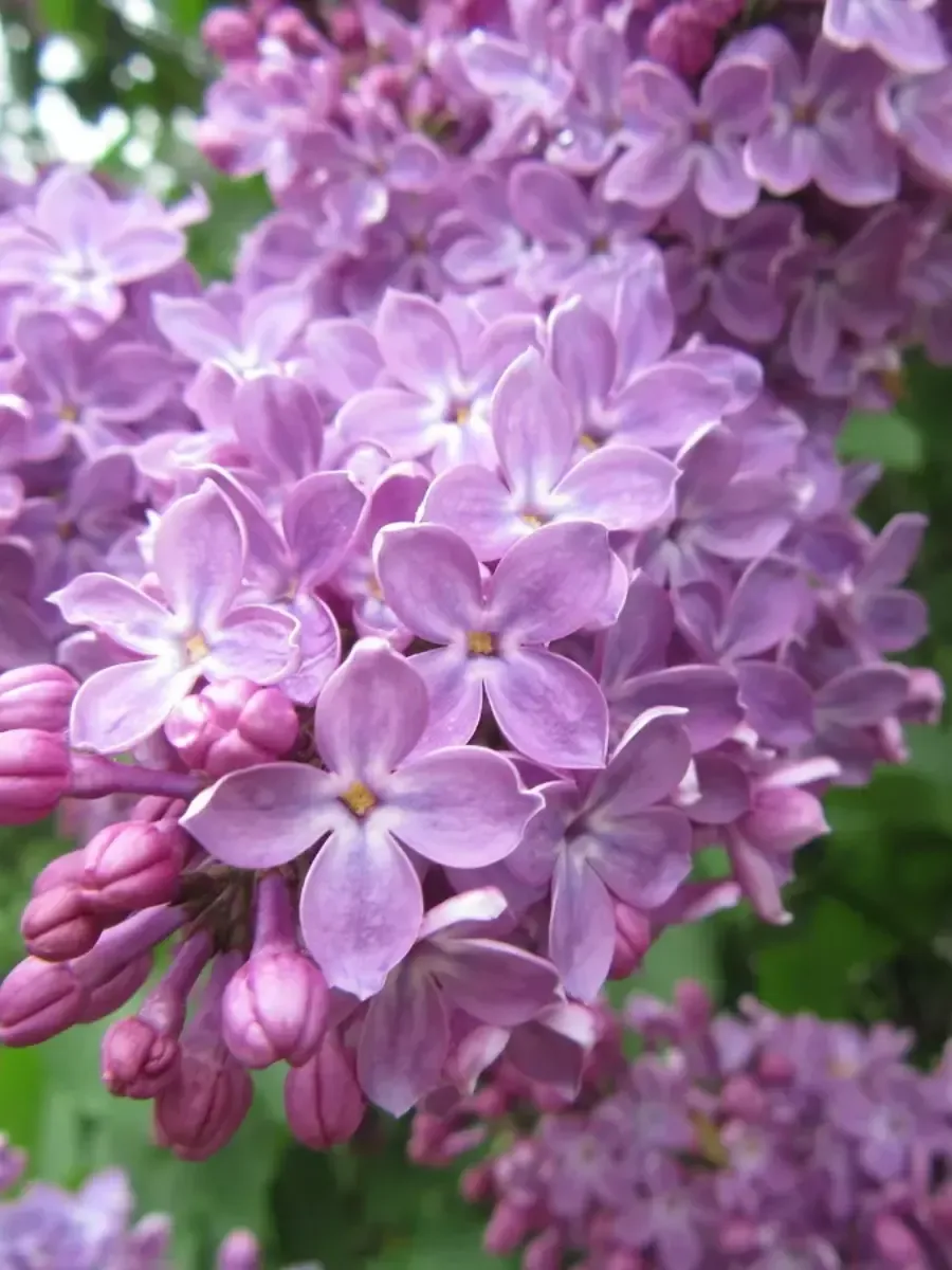 Сирень обыкновенная Гавриил Державин