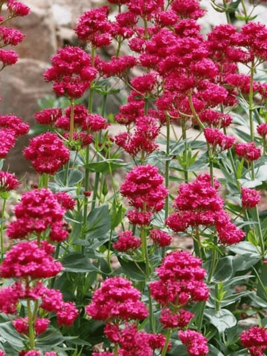 Кентрантус Кентрантус