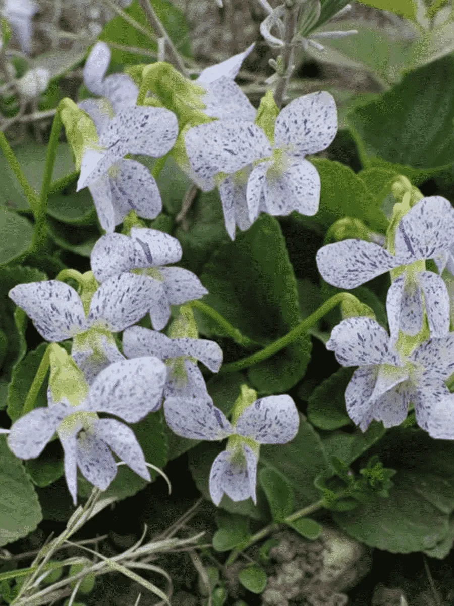 Виола сестринская Freckles