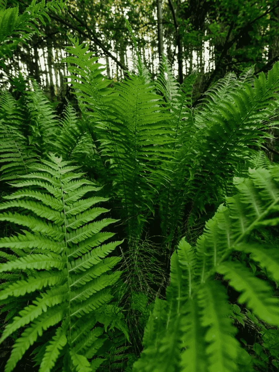 Папоротник Папоротник