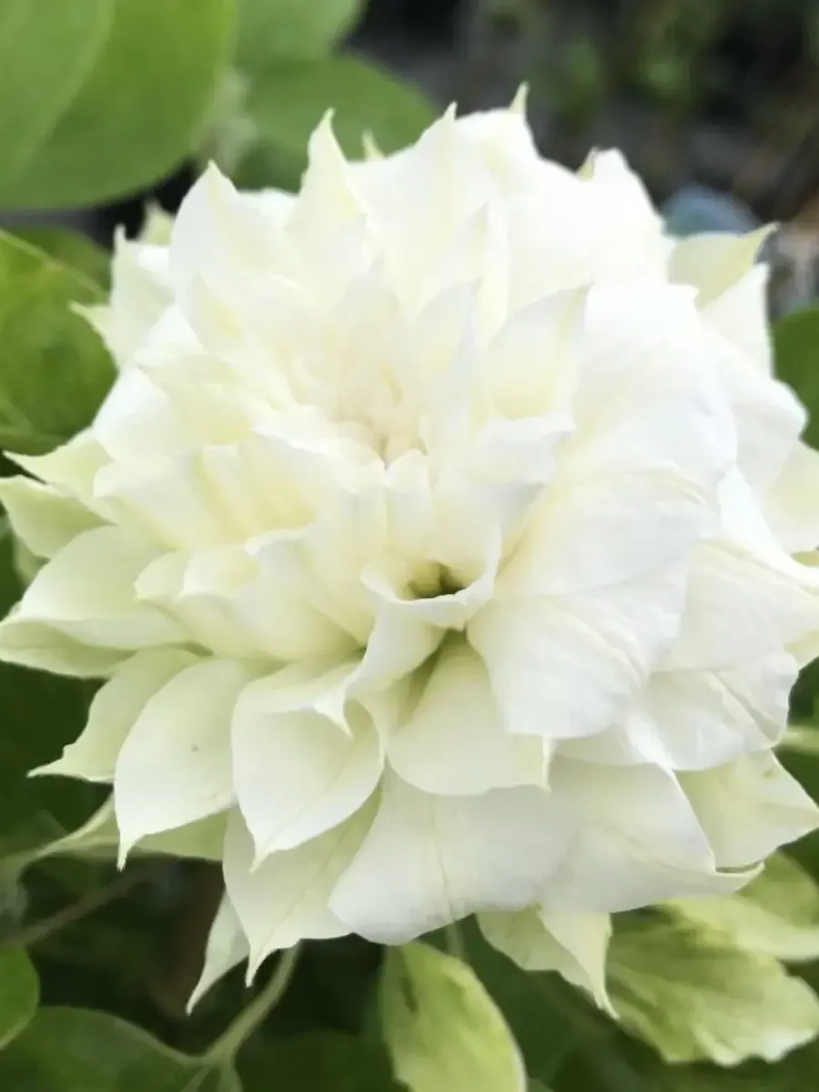 Клематис гибридный Duchess of Edinburgh