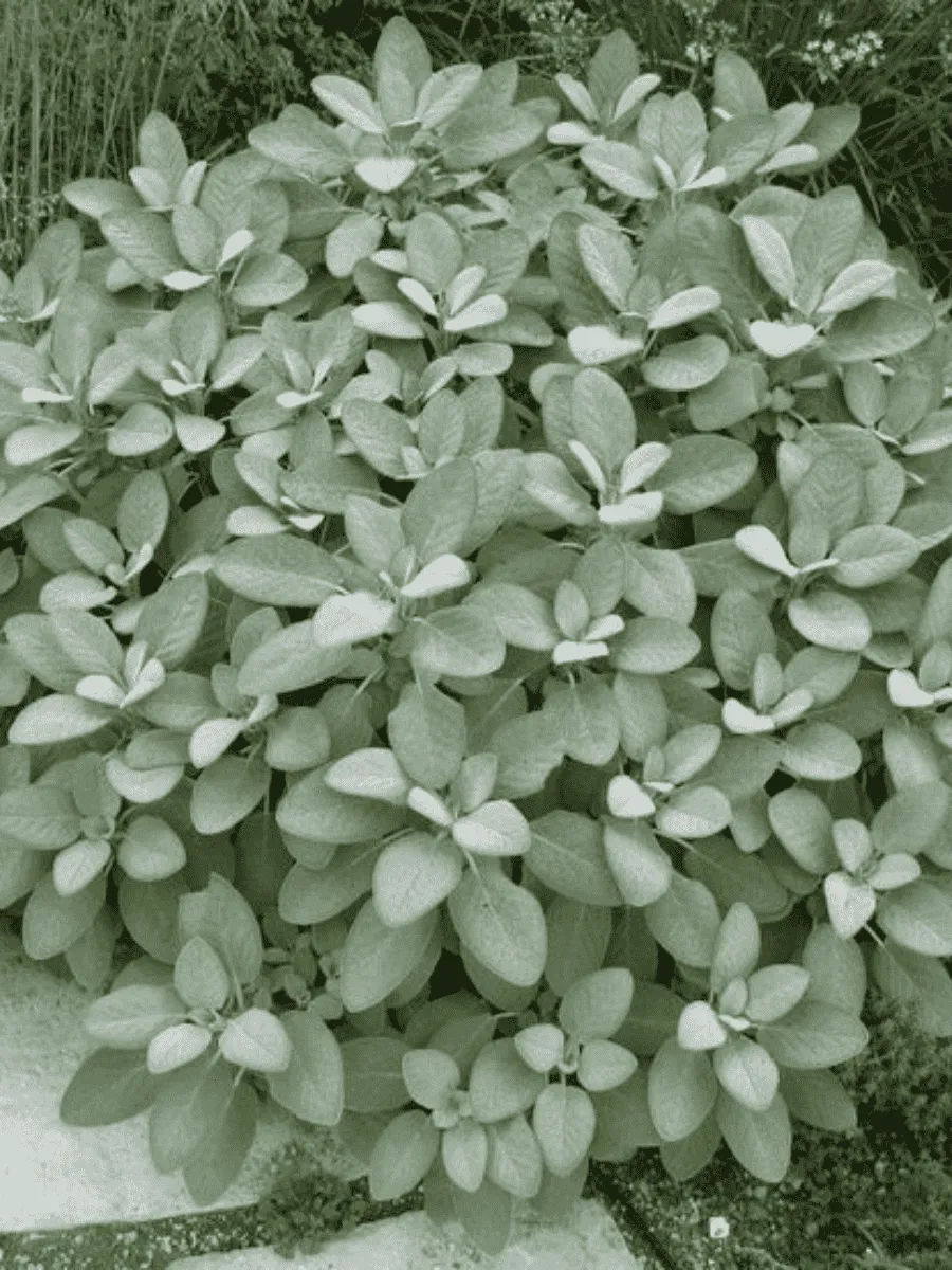 Шалфей лекарственный Berggarten Silver Шалфей лекарственный Berggarten Silver