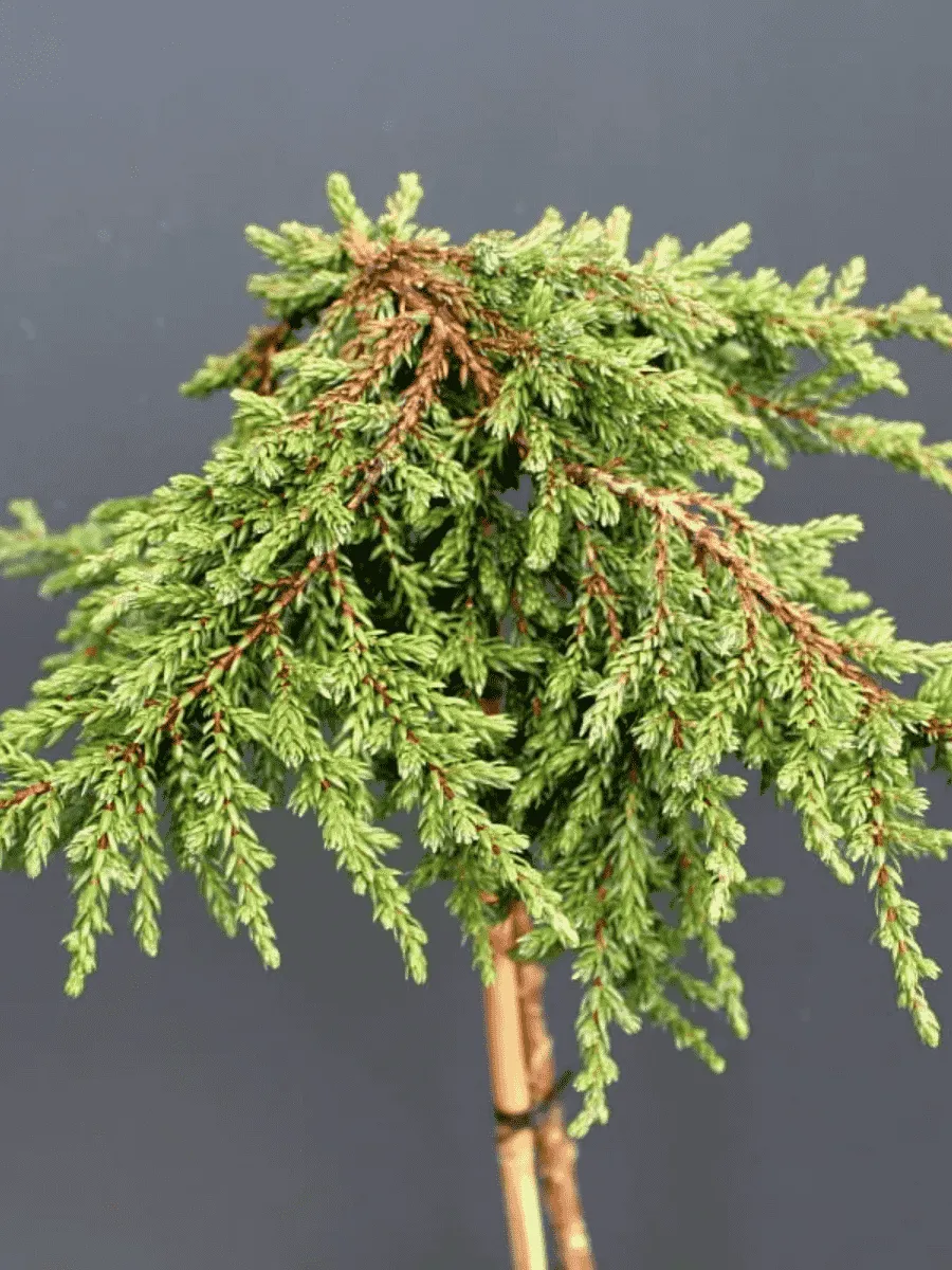 Можжевельник обыкновенный Zeal