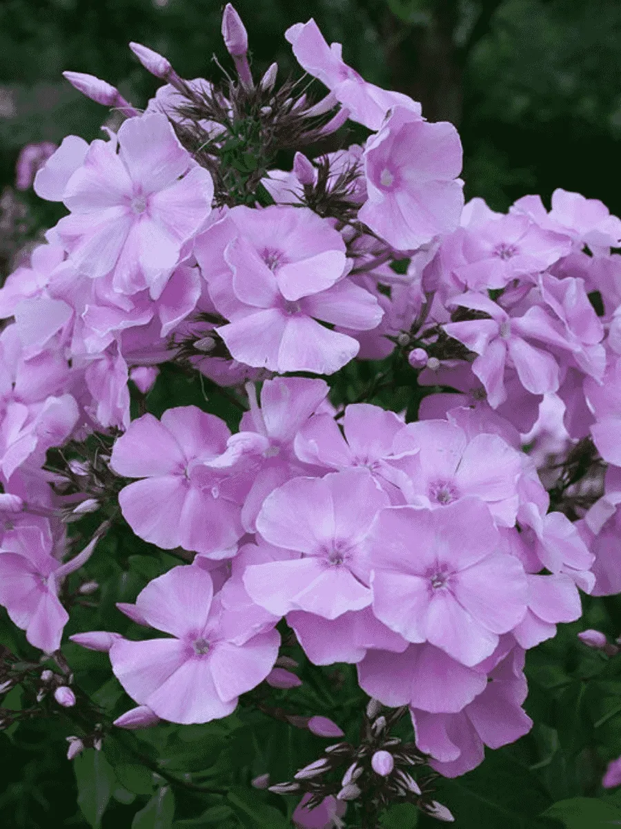 Флокс метельчатый Владимир