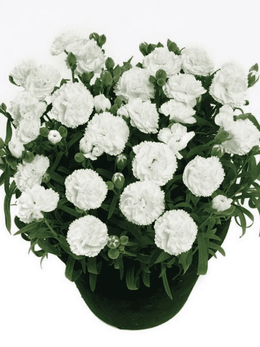 Гвоздика садовая Code White Гвоздика садовая Code White