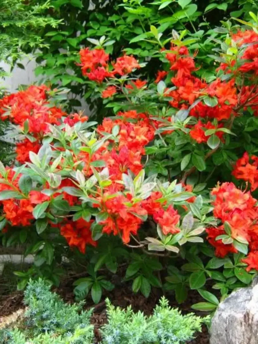 Азалия Fireball