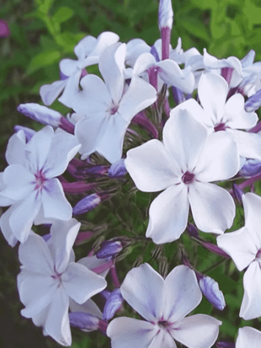 Флокс метельчатый Жуковский