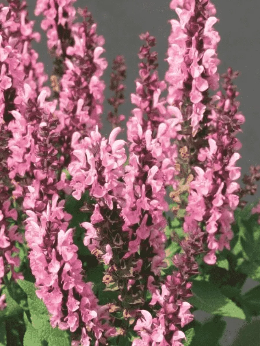 Шалфей дубравный Sensation Compact Bright Rose