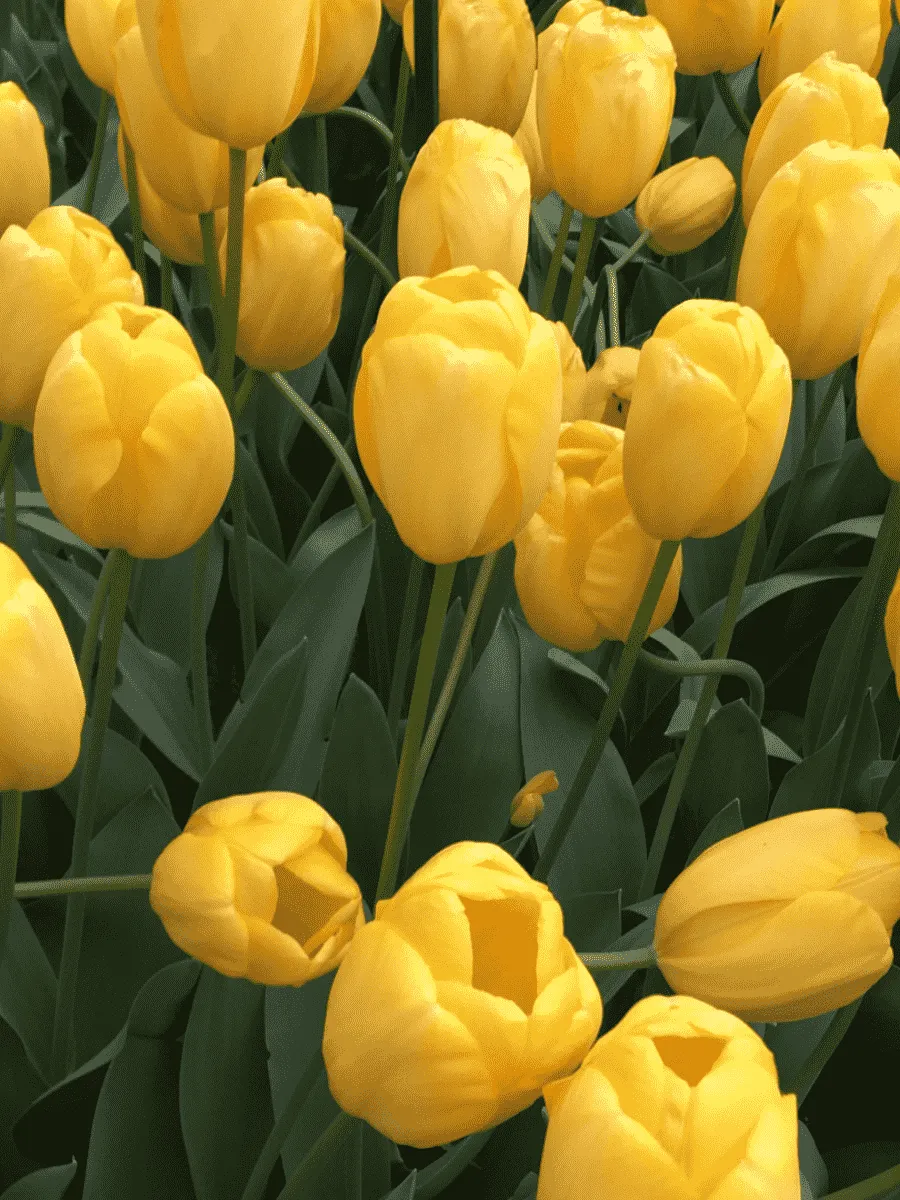 Тюльпан Novi Sun