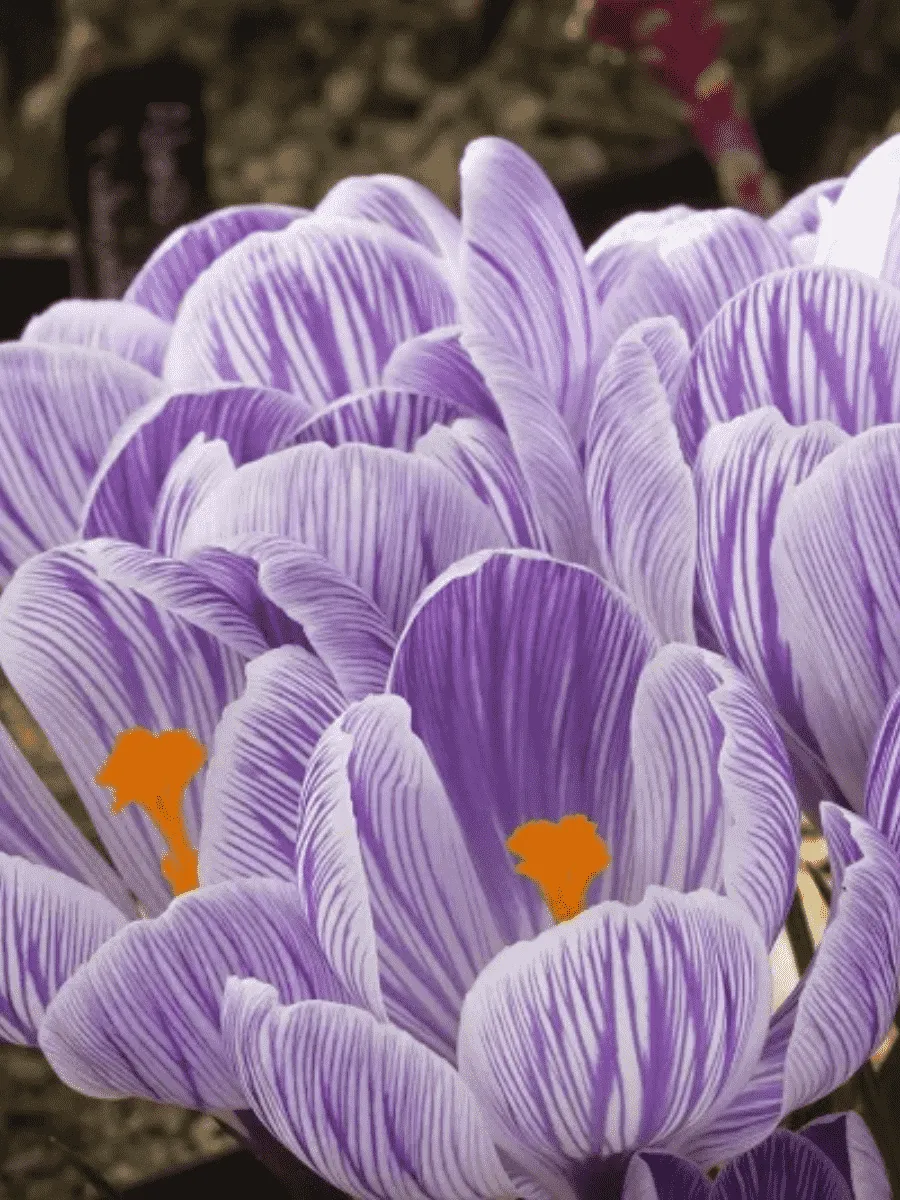 Крокус Striped