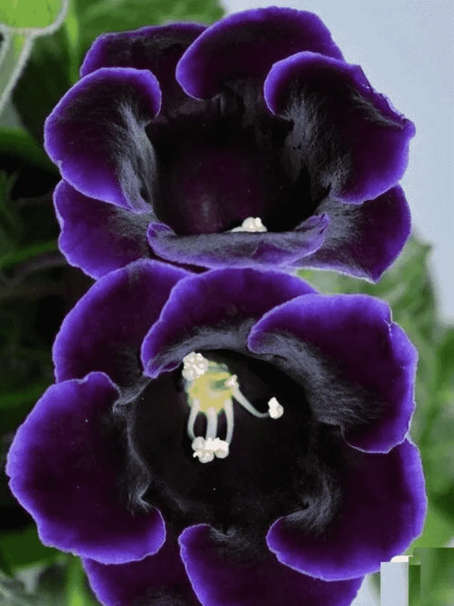 Глоксиния Violacea