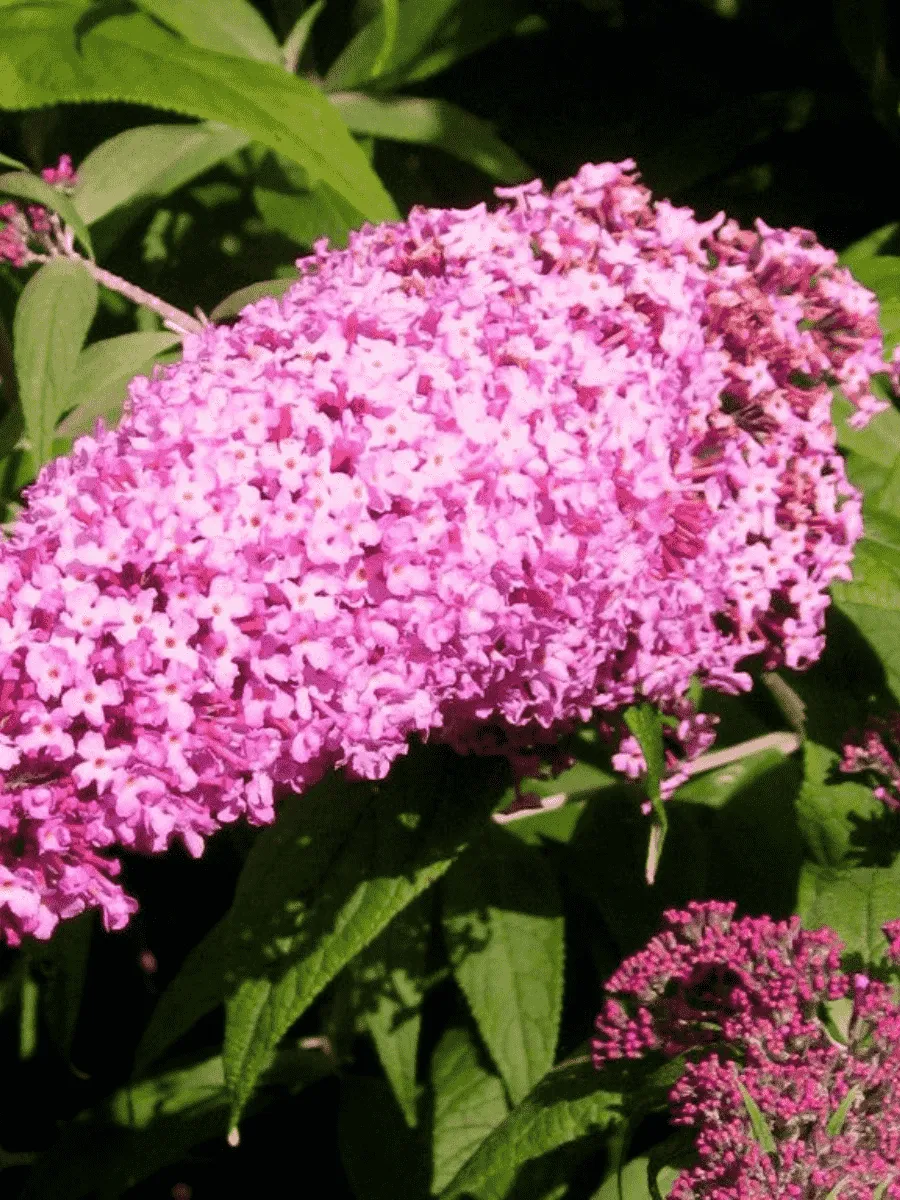 Буддлея давида Pink Delight