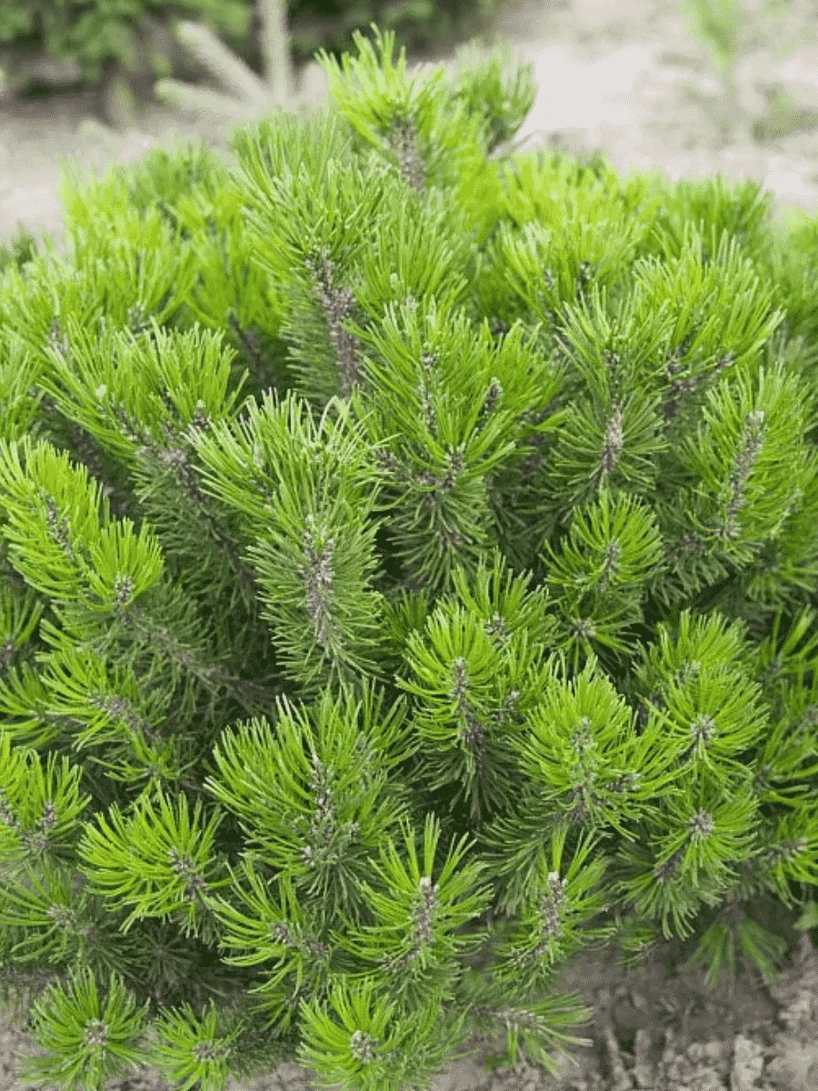 Сосна горная Mughus Сосна горная Mughus