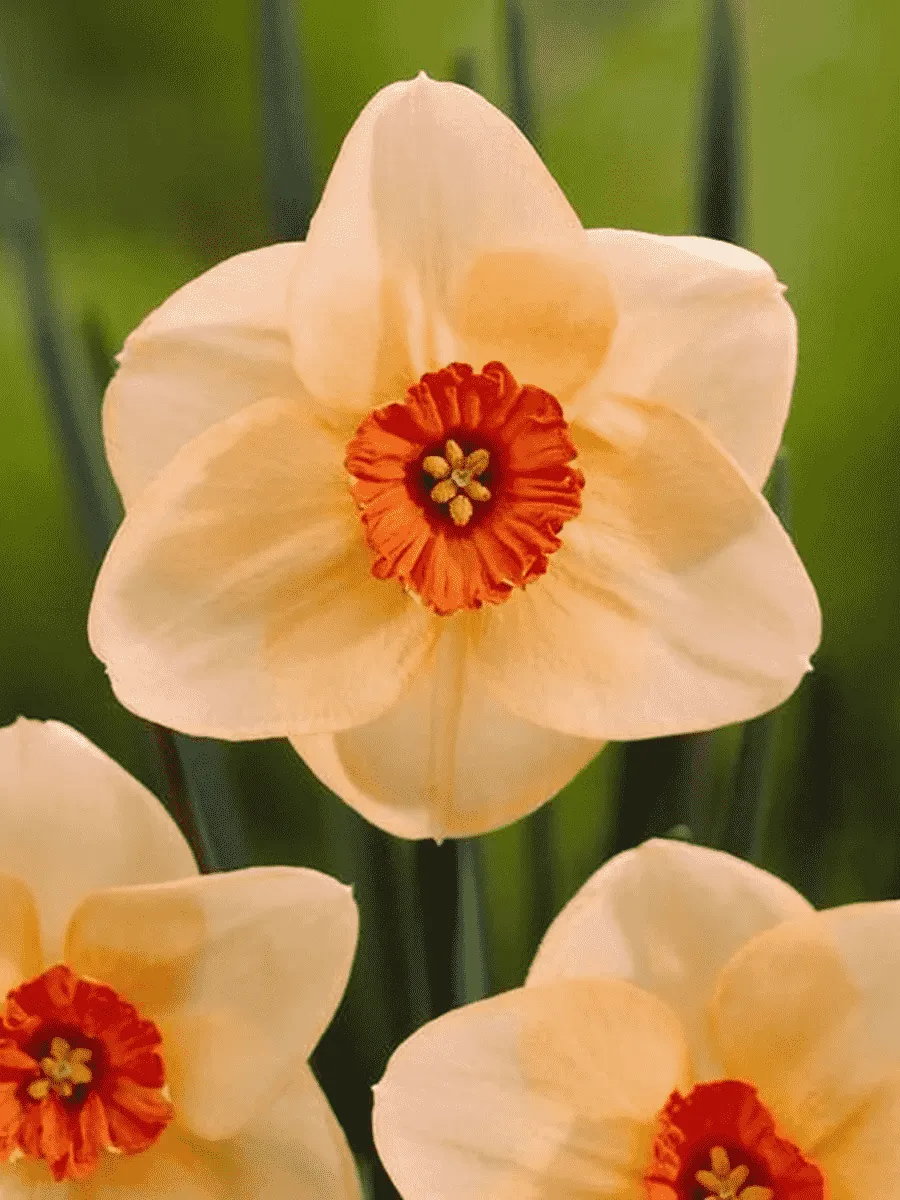 Нарцисс Altruist