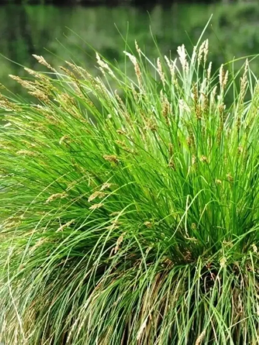 Осока гладконосая Осока гладконосая