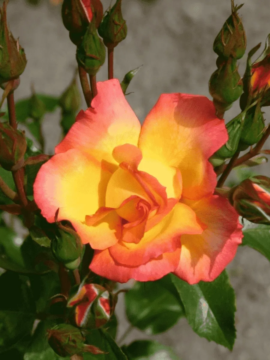 Роза  кустовая Bonanza