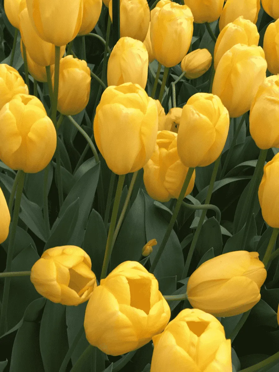 Тюльпан Novi Sun