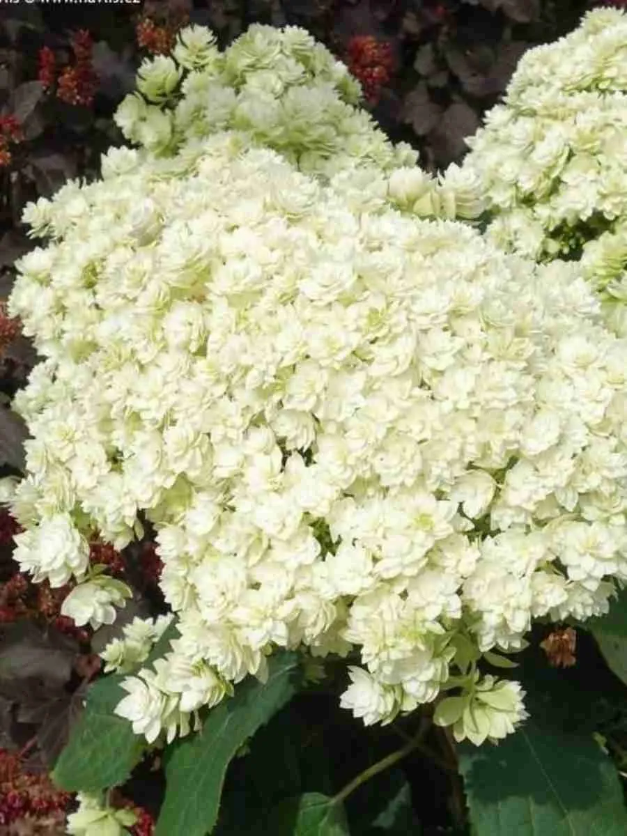 Гортензия древовидная Double Annabelle