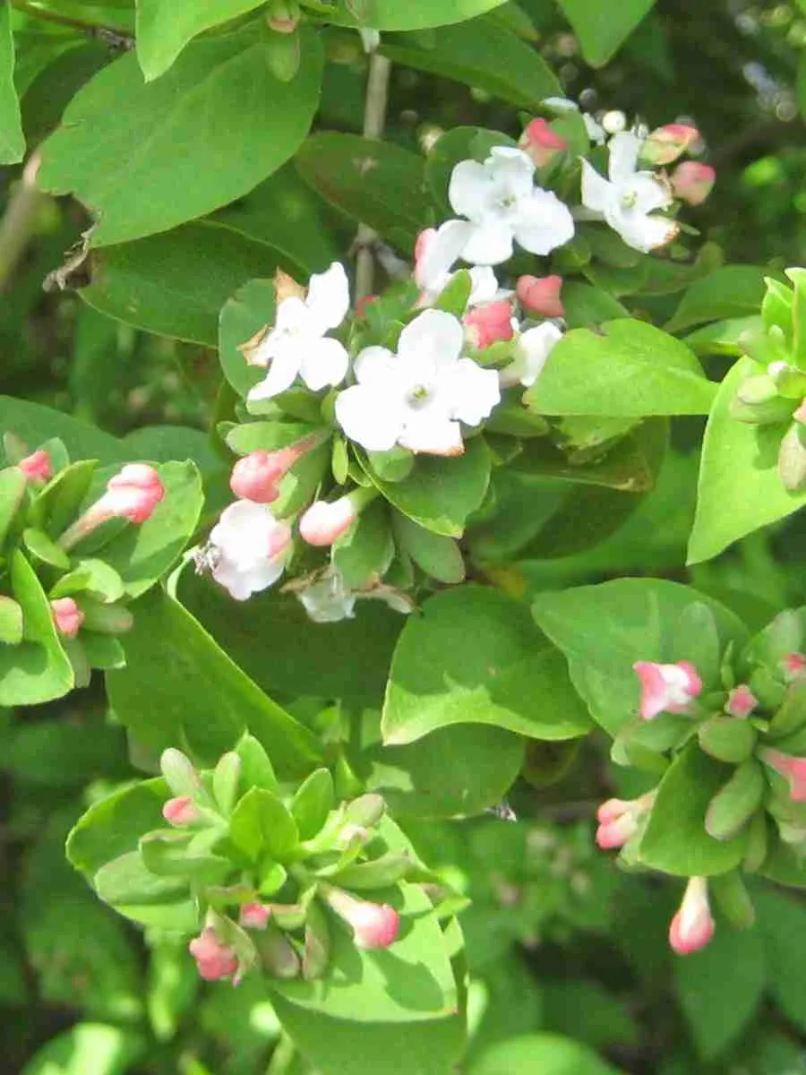 Абелия Мосанская Абелия Мосанская