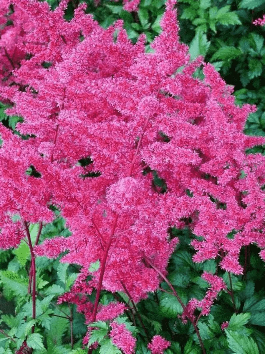 Астильба японская Vesuvius Астильба японская Vesuvius