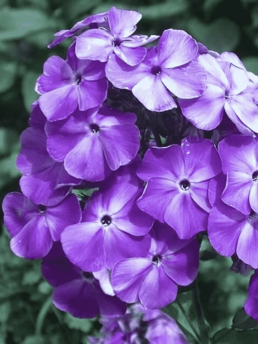 Флокс метельчатый Игорь Тальков