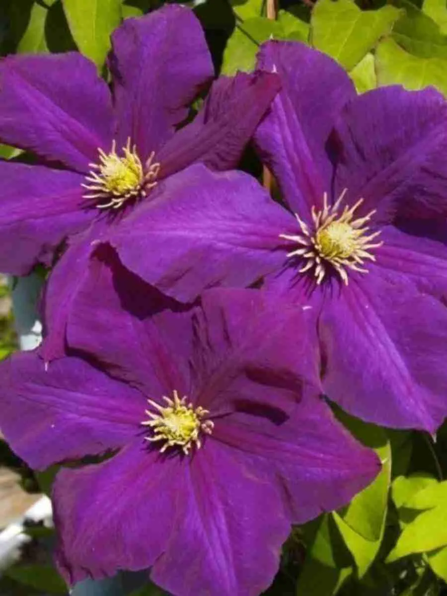 Клематис гибридный Lech Kaczynski Клематис гибридный Lech Kaczynski