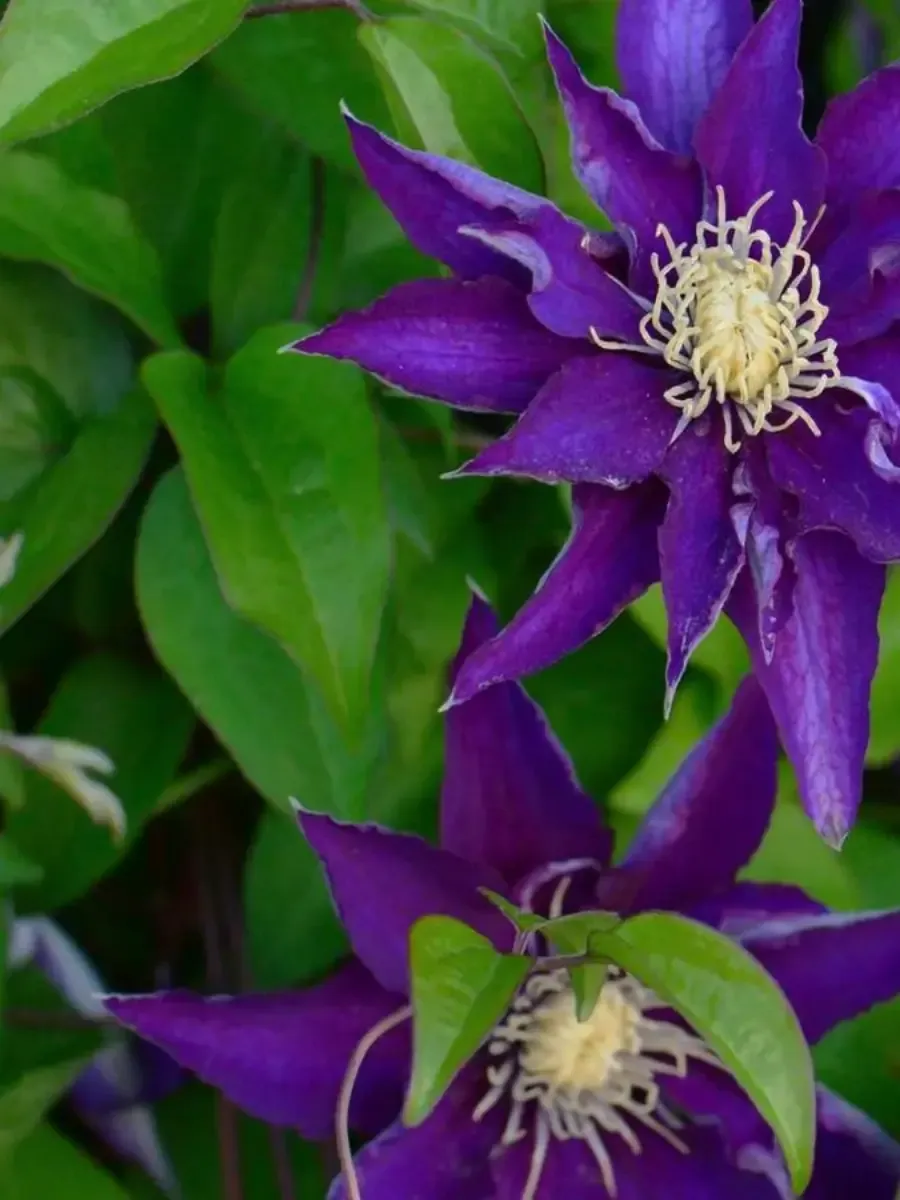 Клематис гибридный Hakuookan Клематис гибридный Hakuookan