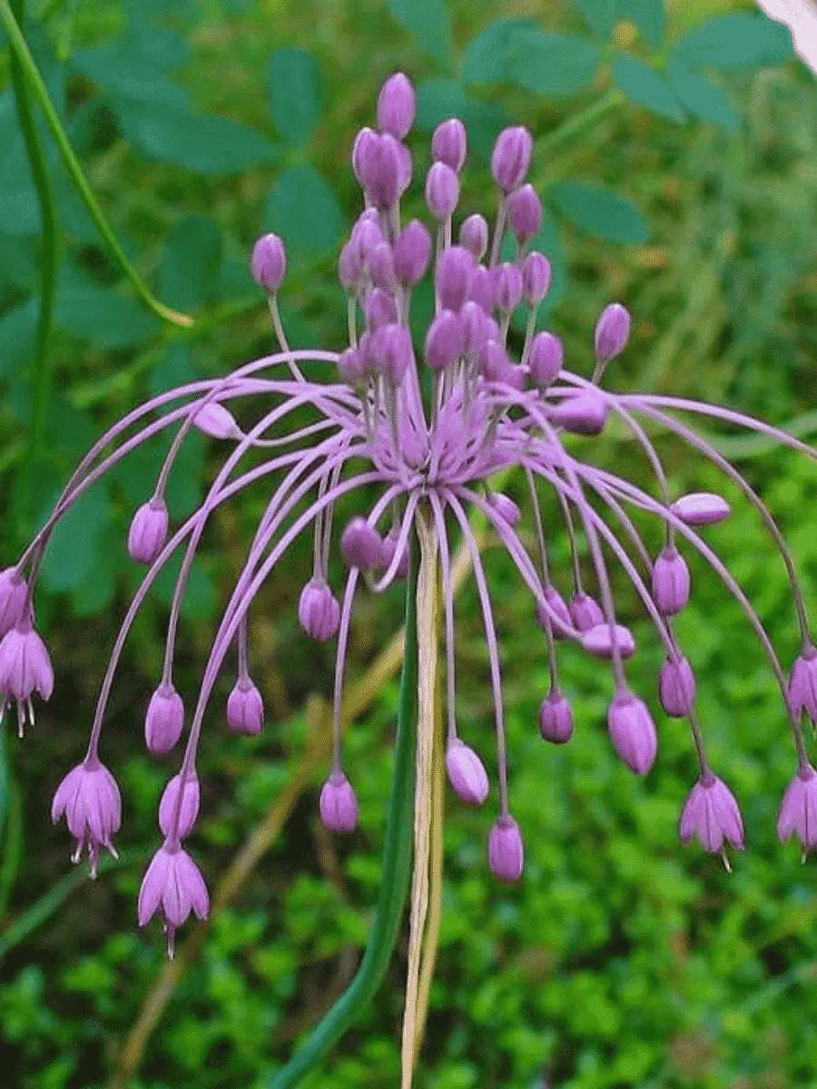 Лук  хорошенький Лук  хорошенький
