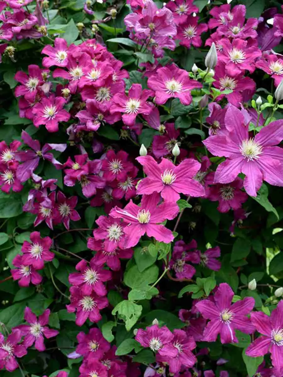 Клематис Barbara Клематис Barbara