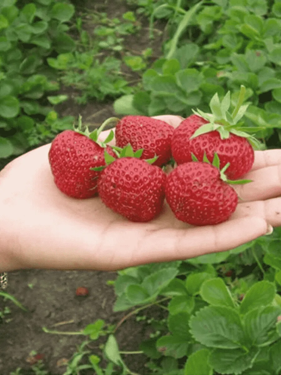 Земляника ПАНДОРА Земляника ПАНДОРА