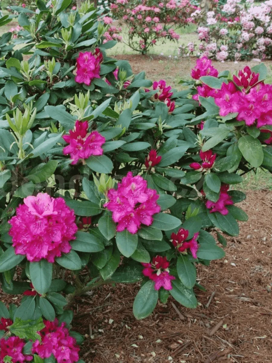 Рододендрон гибридный Pearce’s American Beauty