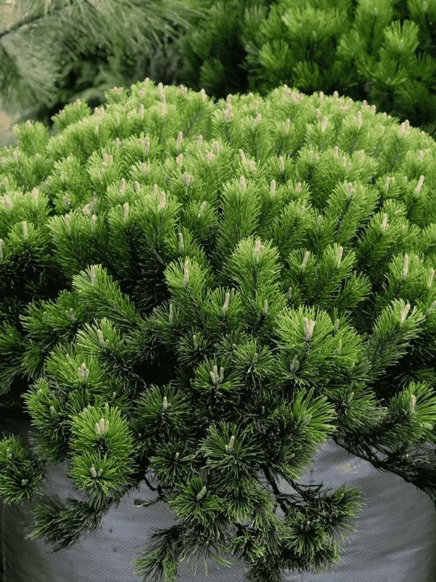 Сосна горная Pumilio Сосна горная Pumilio