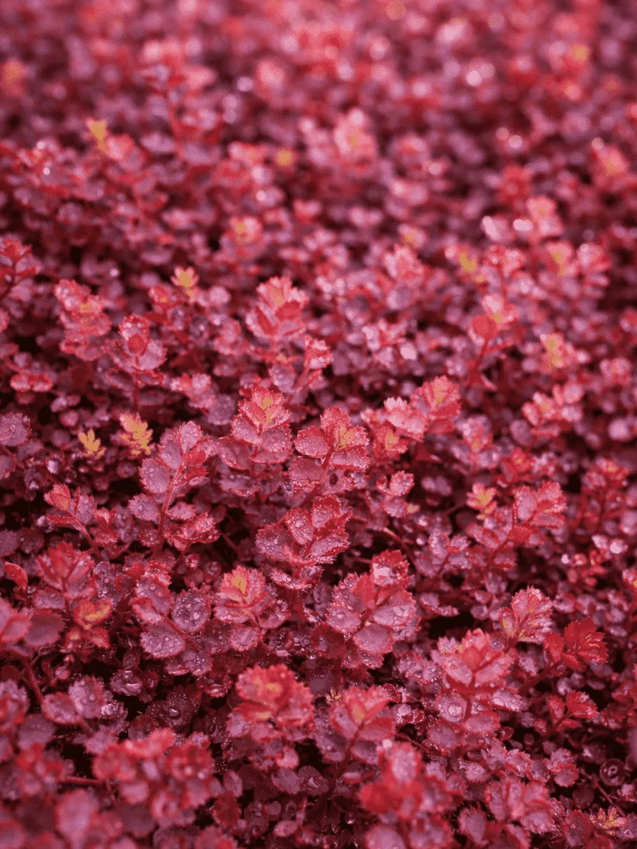 Ацена безоружная Purpurea