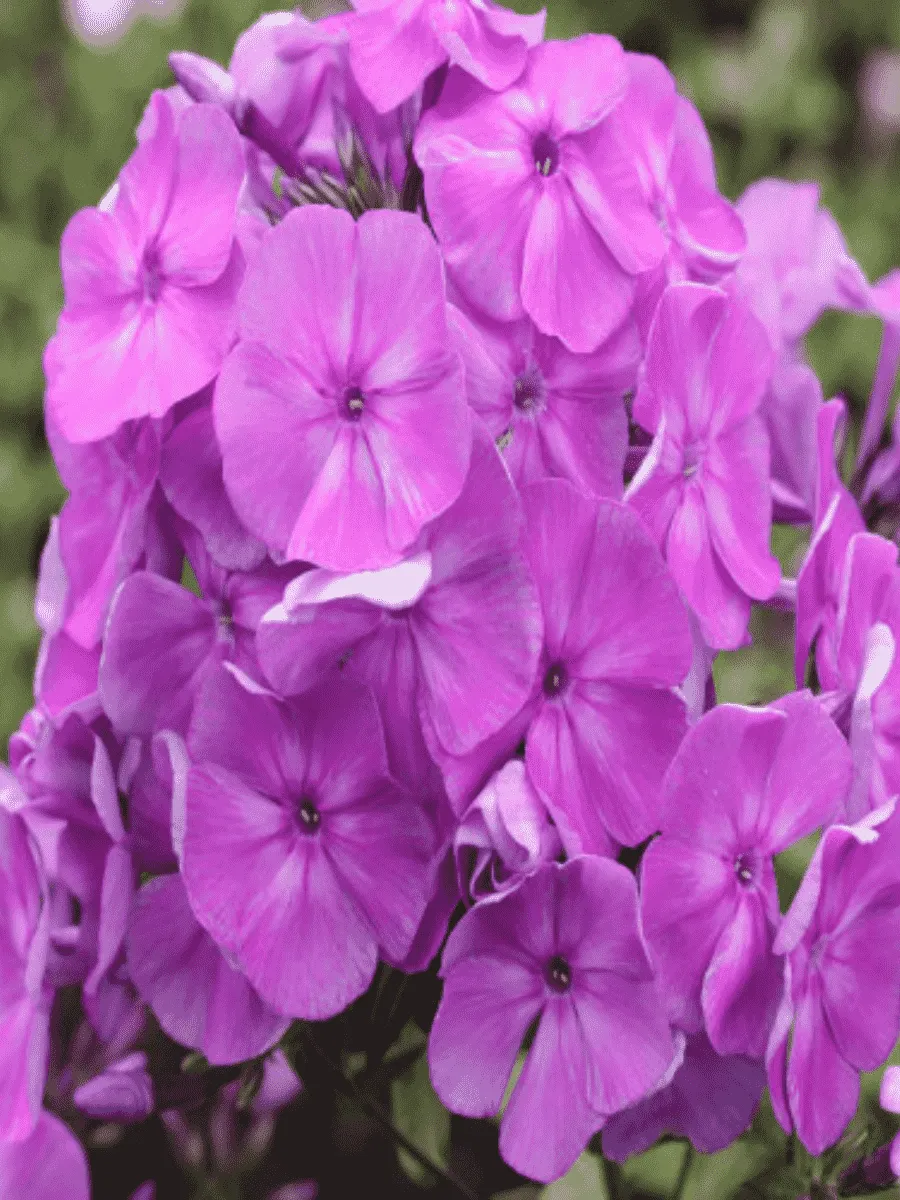 Флокс метельчатый Надежда (Анка Фиолетовая)