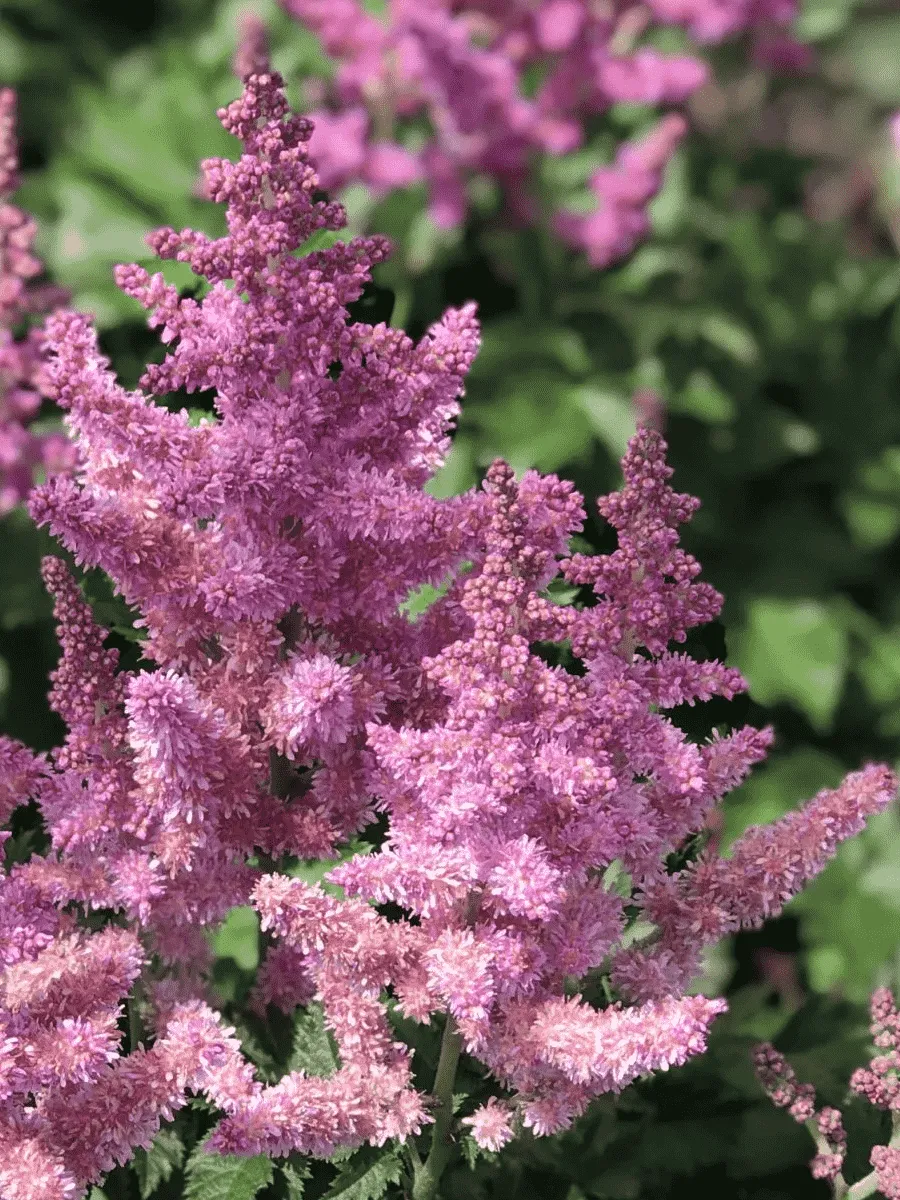 Астильба китайская Finale