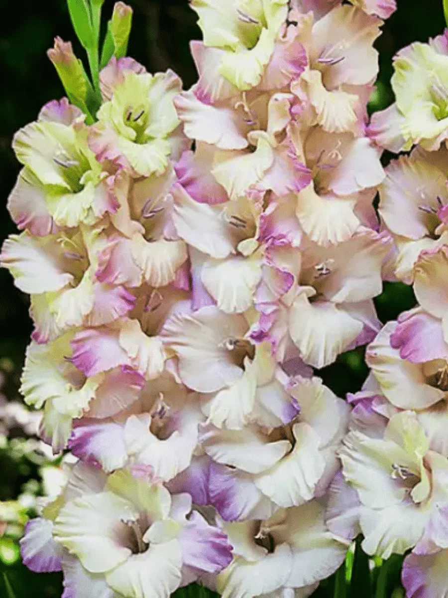 Гладиолус Tampere