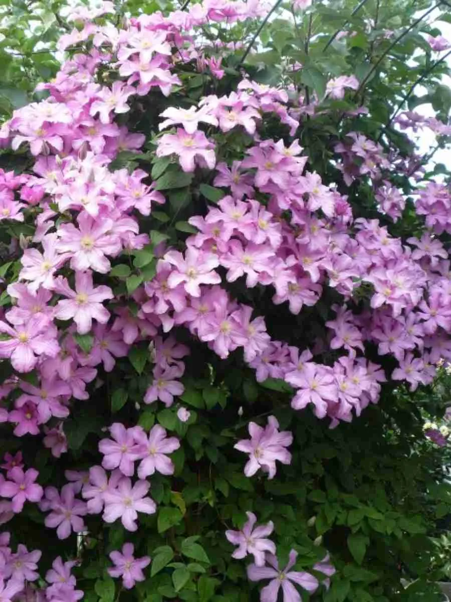 Клематис гибридный Comtesse de Bouchaud