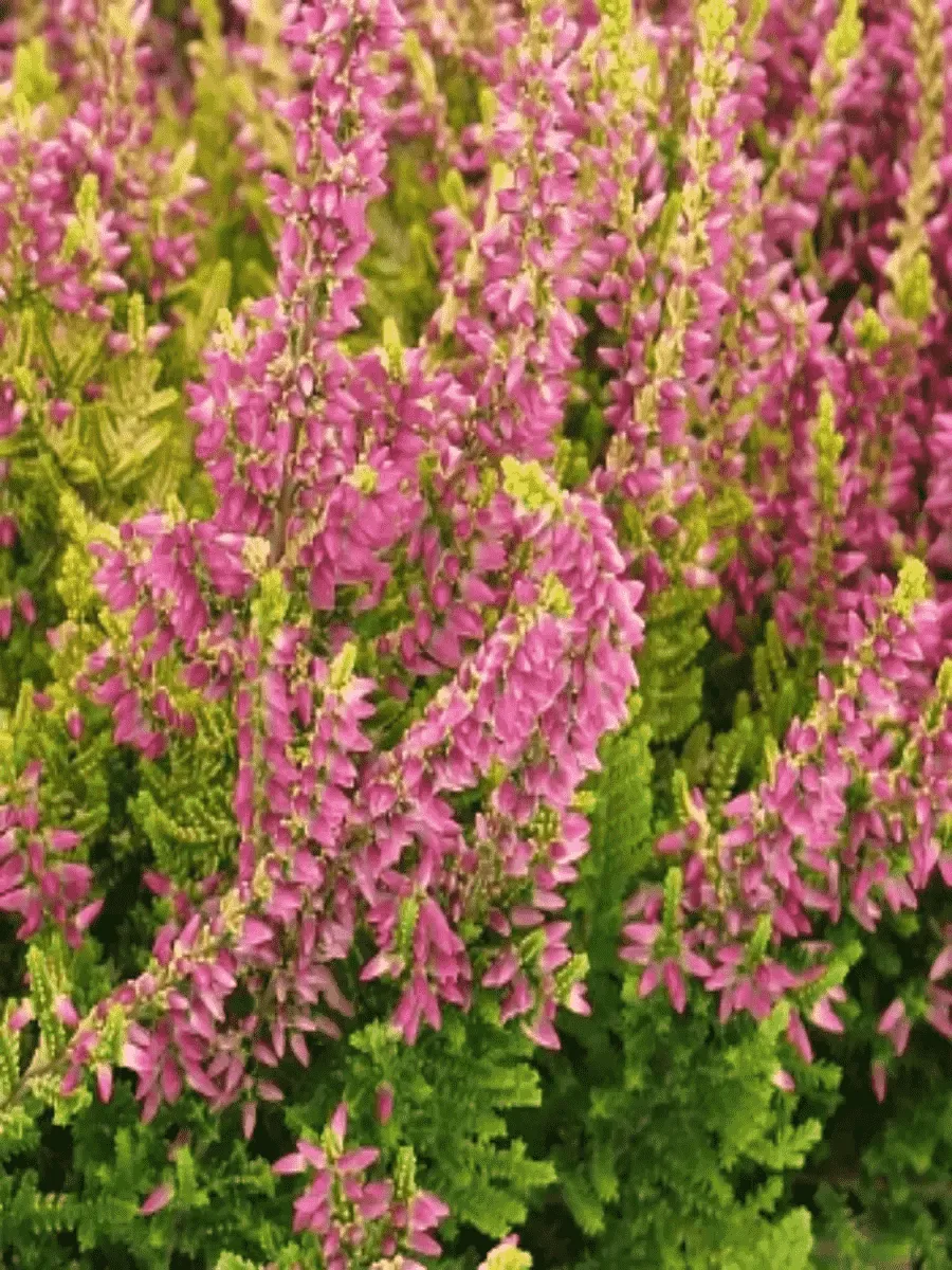 Вереск обыкновенный Anna Sofia