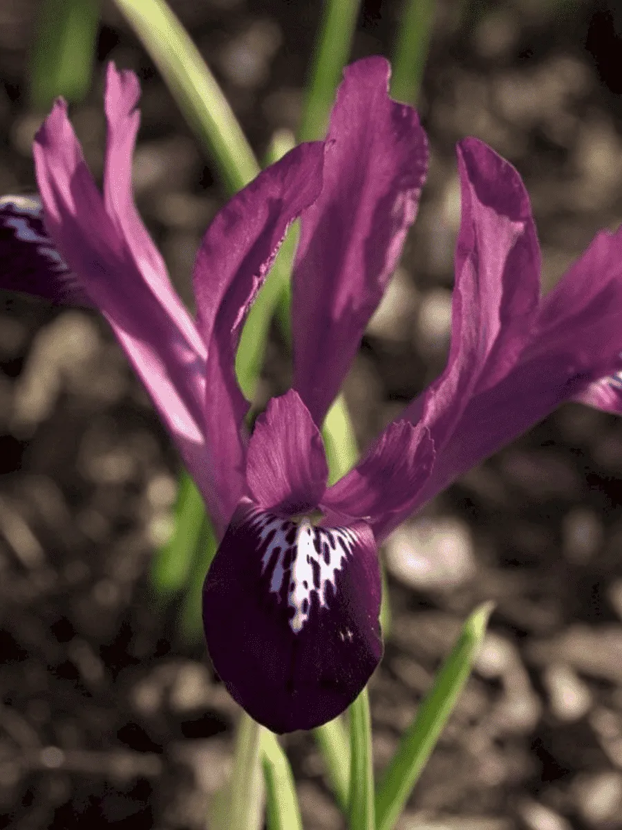 Ирис сетчатый Purple Gem