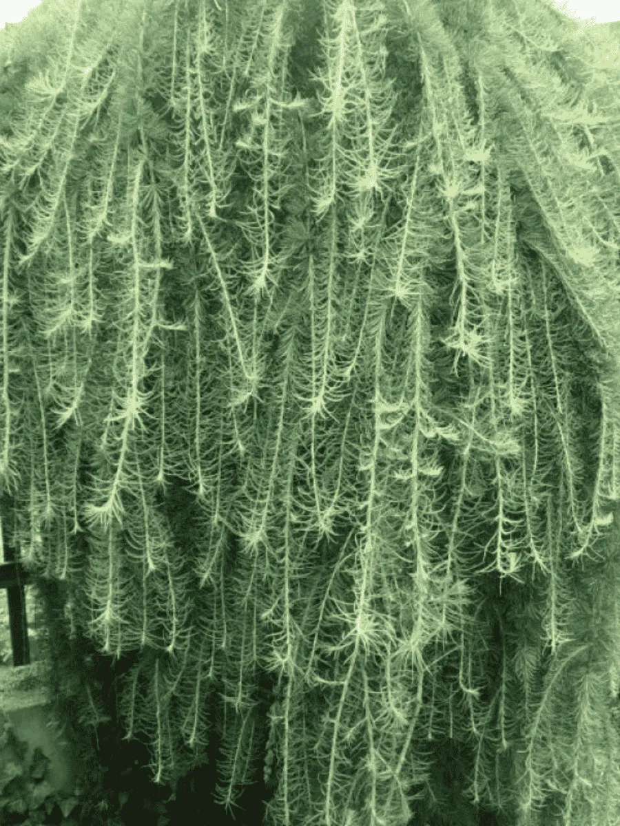 Лиственница кемпфера Лиственница кемпфера